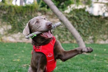 DOOG Family Stick Neu - Twiggy